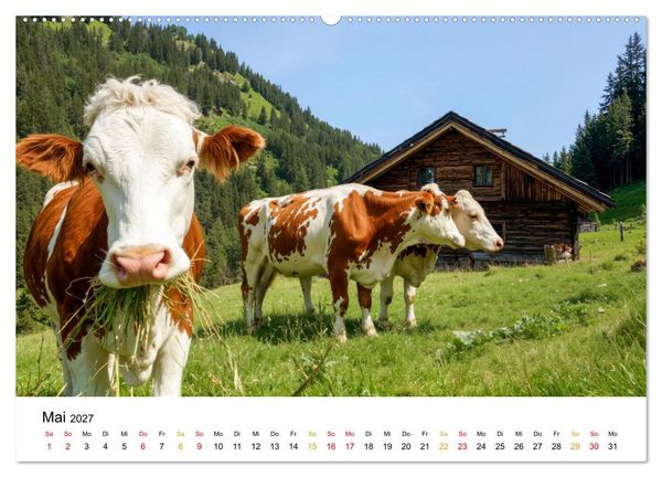 Produktbild: Bergk&uuml;he auf der Alm - Natur pur (hochwertiger Premium Wandkalender 2027 DIN A2 quer), Kunstdruck in Hochglanz