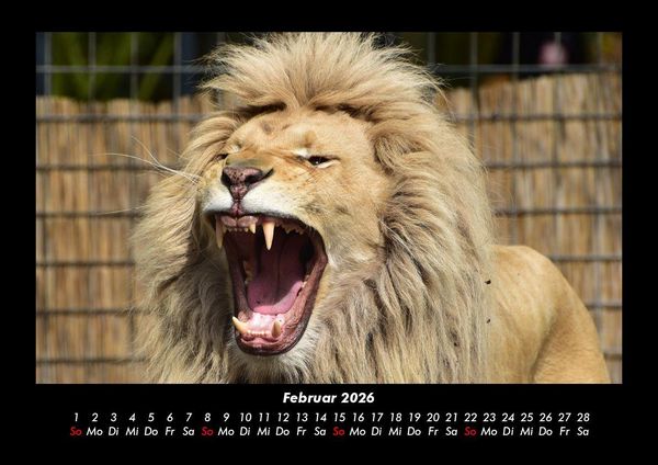 Produktbild: Welt der Tiere 2026 Fotokalender DIN A3