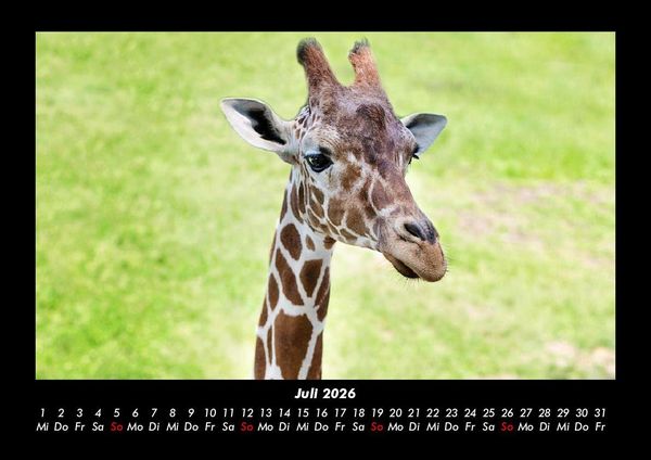 Produktbild: Giraffen 2026 Fotokalender DIN A3