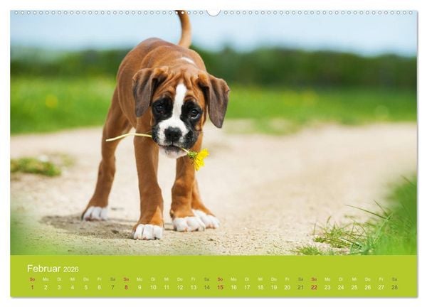 Produktbild: Welpen im Fr&uuml;hling (hochwertiger Premium Wandkalender 2026 DIN A2 quer), Kunstdruck in Hochglanz
