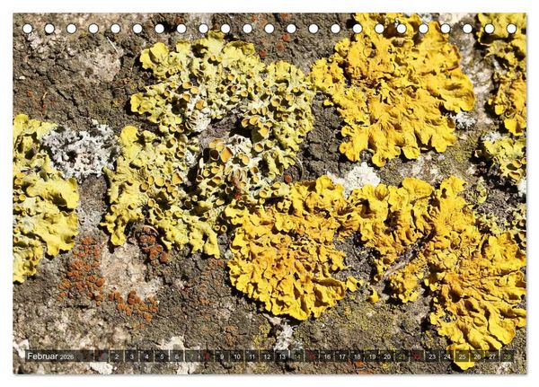 Produktbild: Krustenflechten - Pioniere auf Fels (Tischkalender 2026 DIN A5 quer), CALVENDO Monatskalender