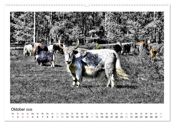 Produktbild: Mongolei &ndash; Mit anderen Augen (Wandkalender 2026 DIN A2 quer), CALVENDO Monatskalender