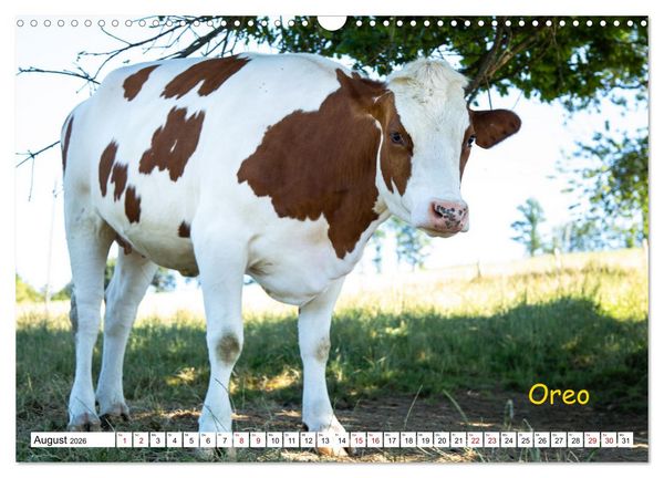 Produktbild: Aussterbende Rassen und Rarit&auml;ten (Wandkalender 2026 DIN A3 quer), CALVENDO Monatskalender