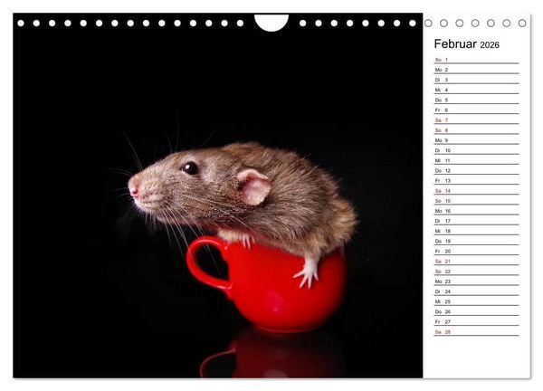 Produktbild: Ratten. Kleine Nager, gro&szlig;es Herz. (Wandkalender 2026 DIN A4 quer), CALVENDO Monatskalender