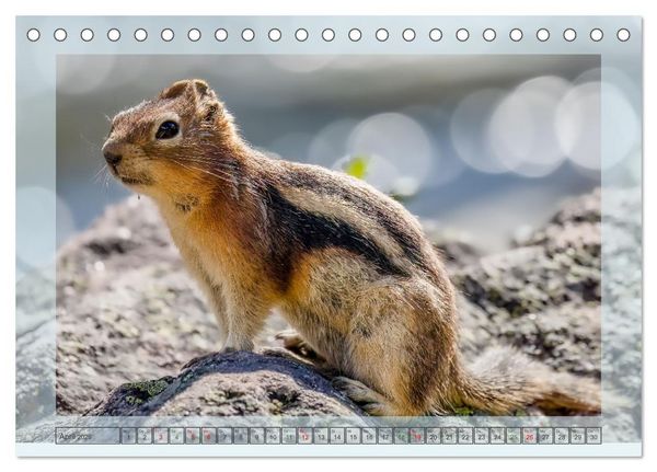 Produktbild: S&uuml;&szlig;e Nager (Tischkalender 2026 DIN A5 quer), CALVENDO Monatskalender