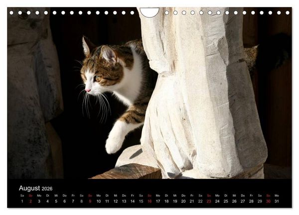 Produktbild: geliebte Katzen - auf Samtpfoten durchs Jahr (Wandkalender 2026 DIN A4 quer), CALVENDO Monatskalender