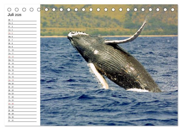 Produktbild: Wale. Kolosse der Meere (Tischkalender 2026 DIN A5 quer), CALVENDO Monatskalender
