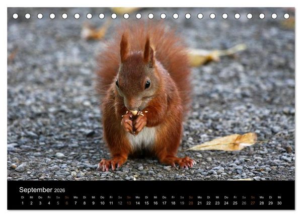 Produktbild: Eichh&ouml;rnchen (Tischkalender 2026 DIN A5 quer), CALVENDO Monatskalender