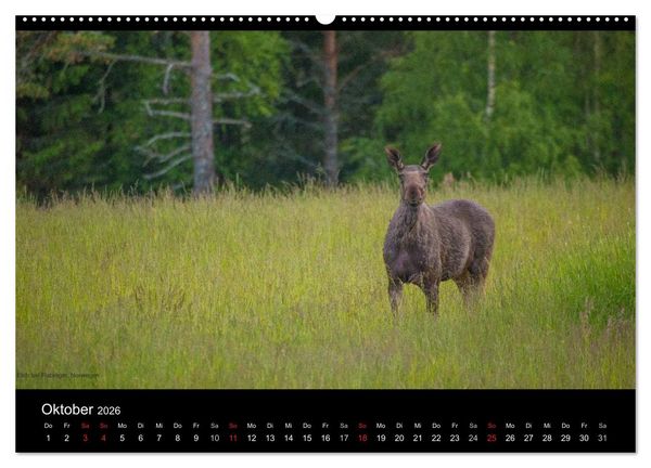Produktbild: Naturwucht Skandinavien (Wandkalender 2026 DIN A2 quer), CALVENDO Monatskalender