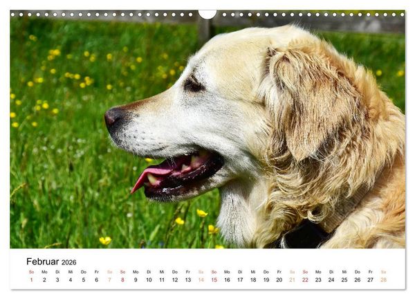 Produktbild: Eine treue Hundeseele - Golden Retriever (Wandkalender 2026 DIN A3 quer), CALVENDO Monatskalender