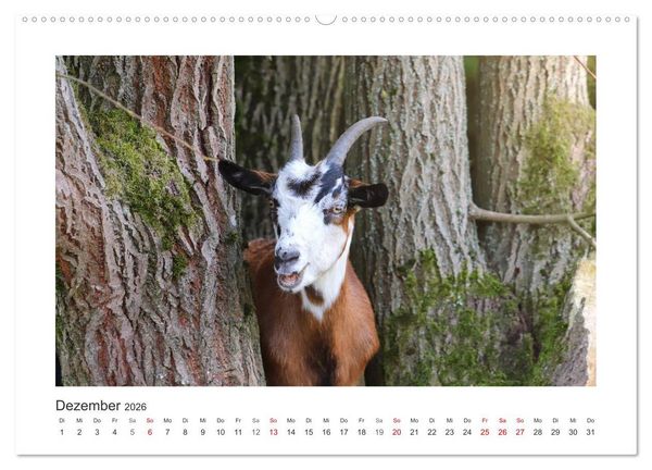 Produktbild: Wer zickt denn da? Mit Ziegen durchs Jahr (Wandkalender 2026 DIN A2 quer), CALVENDO Monatskalender