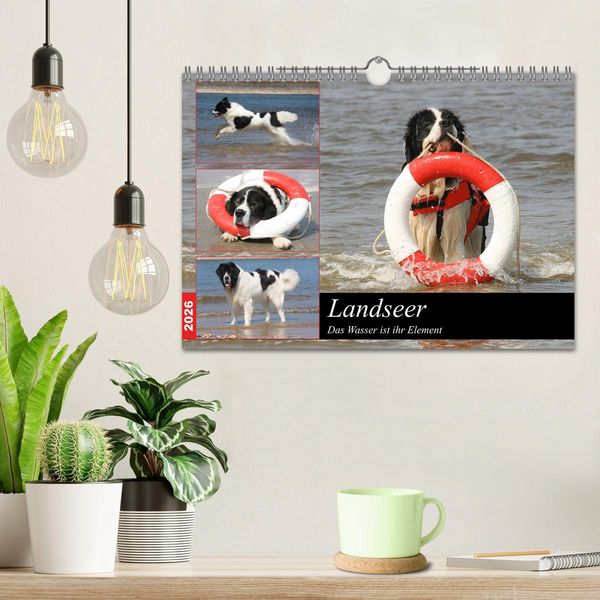 Produktbild: Landseer - Das Wasser ist ihr Element (Wandkalender 2026 DIN A4 quer), CALVENDO Monatskalender