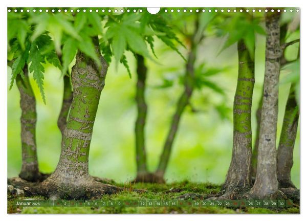 Produktbild: Bonsai ganz nah (Wandkalender 2026 DIN A3 quer), CALVENDO Monatskalender