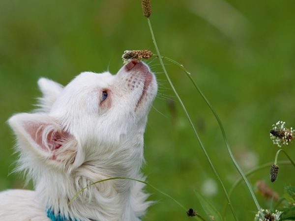Produktbild: CALVENDO Puzzle Ein Motiv aus dem Kalender Chihuahuas - kleine Herzensbrecher | 1000 Teile Lege-Gr&ouml;&szlig;e 64x48cm Foto-Puzzle f&uuml;r gl&uuml;ckliche Stunden