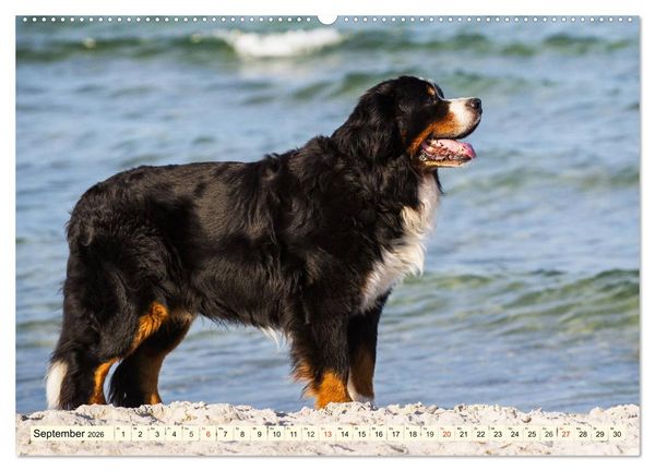 Produktbild: Berner Sennenhunde am Strand (hochwertiger Premium Wandkalender 2026 DIN A2 quer), Kunstdruck in Hochglanz