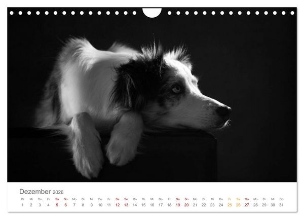 Produktbild: Hundeportraits Fine Art (Wandkalender 2026 DIN A4 quer), CALVENDO Monatskalender