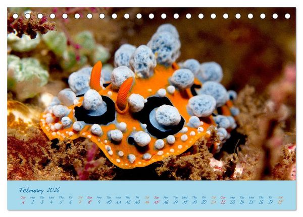 Produktbild: Sea Slugs - Little Wonders - Pure Beauties (Desk Calendar 2026 DIN A5 landscape), CALVENDO 12 Month DeskCalendar