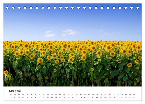 Produktbild: Sonnenblumen - Erstrahlen im freundlichen Gelb. (Tischkalender 2026 DIN A5 quer), CALVENDO Monatskalender