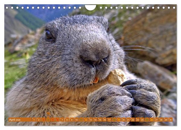 Produktbild: Und ewig pfeift das Murmeltier (Wandkalender 2026 DIN A4 quer), CALVENDO Monatskalender
