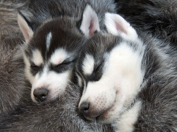 Produktbild: CALVENDO Puzzle Sibirische Husky Welpen schlafen und tr&auml;umen von Abenteuern im Schnee 1000 Teile Lege-Gr&ouml;&szlig;e 64 x 48 cm Foto-Puzzle Bild von CALVENDO