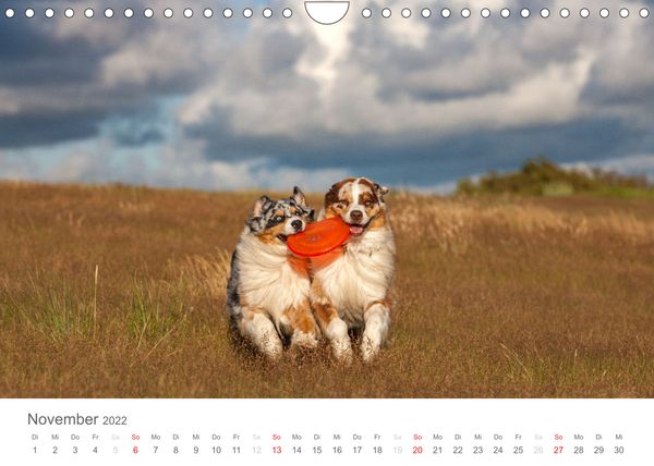 Produktbild: Australian Shepherd 2022 (Wandkalender 2022 DIN A4 quer)