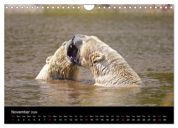 Produktbild: POLAR BEARS - ARCTIC LEGENDS (Wall Calendar 2026 DIN A4 landscape), CALVENDO 12 Month Wall Calendar