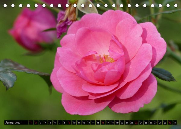 Produktbild: Fr&uuml;hling und Sommer (Tischkalender 2022 DIN A5 quer)