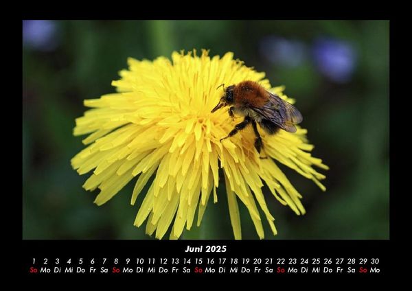 Produktbild: Bienen 2025 Fotokalender DIN A3