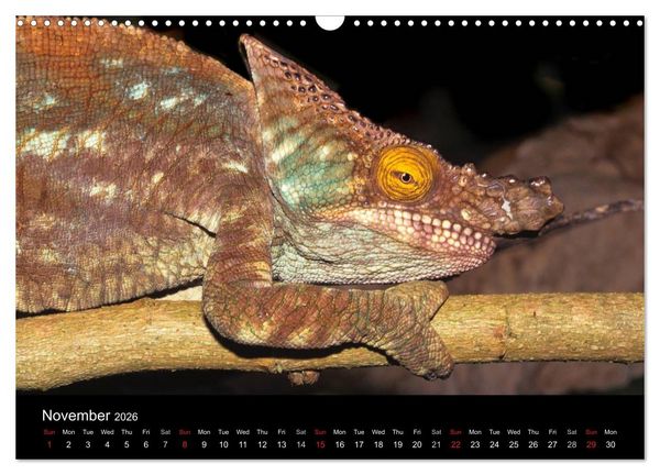 Produktbild: Chameleons Monsters of the African Bush (Wall Calendar 2026 DIN A3 landscape), CALVENDO 12 Month Wall Calendar
