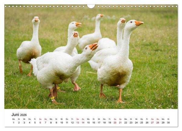 Produktbild: Alte Nutztierrassen 2026 (Wandkalender 2026 DIN A3 quer), CALVENDO Monatskalender