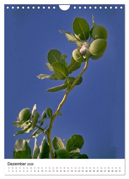 Produktbild: Fr&uuml;chte Israels (Wandkalender 2026 DIN A4 hoch), CALVENDO Monatskalender