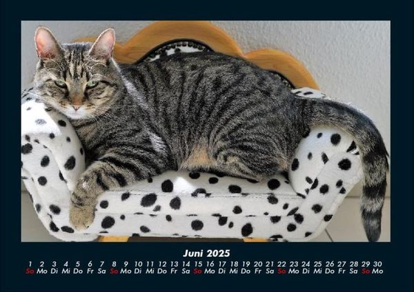 Produktbild: F&uuml;r Katzenfreunde 2025 Fotokalender DIN A4