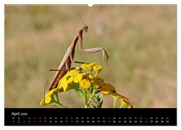 Produktbild: Faszination Gottesanbeterin - Die Welt der Mantis (hochwertiger Premium Wandkalender 2026 DIN A2 quer), Kunstdruck in Hochglanz