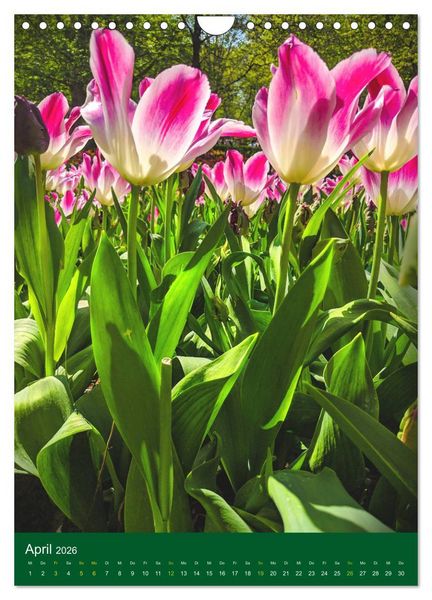 Produktbild: Tulpen. Bunter Fr&uuml;hling (Wandkalender 2026 DIN A4 hoch), CALVENDO Monatskalender