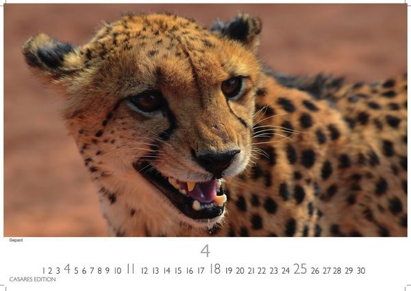 Produktbild: Big Cats Kalender 2027 &ndash; Wandkalender | Fotokalender Tierkalender 35x50cm &ndash; Wundersch&ouml;ner Gro&szlig;katzen-. mit beeindruckenden Fotos von Tiger| L&ouml;wen | Jaguar | Gepard | Luchs | Puma.