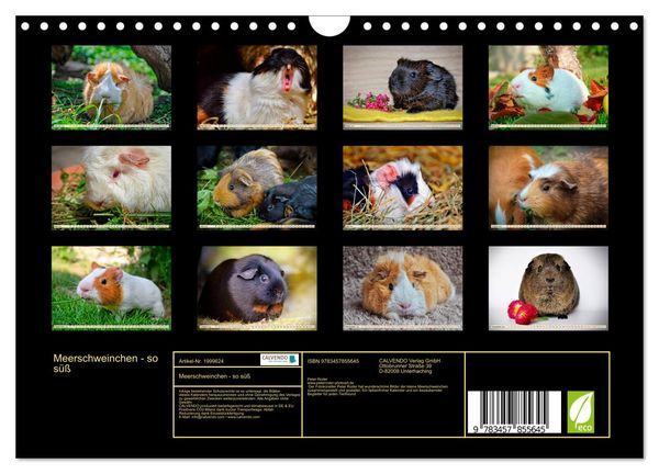 Produktbild: Meerschweinchen - so s&uuml;&szlig; (Wandkalender 2026 DIN A4 quer), CALVENDO Monatskalender