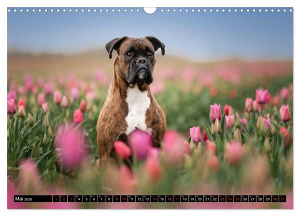 Produktbild: K&auml;the - ein Boxer mit Charme (Wandkalender 2026 DIN A3 quer), CALVENDO Monatskalender
