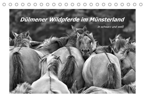 Produktbild: D&uuml;lmener Wildpferde im M&uuml;nsterland in schwarz und wei&szlig; (Tischkalender 2022 DIN A5 quer)
