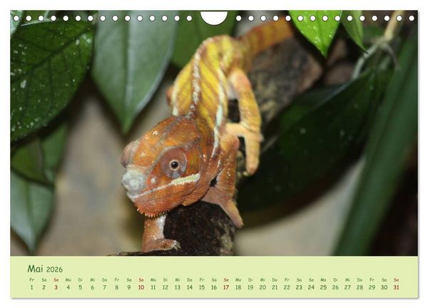 Produktbild: Augenblicke der Cham&auml;leons (Wandkalender 2026 DIN A4 quer), CALVENDO Monatskalender