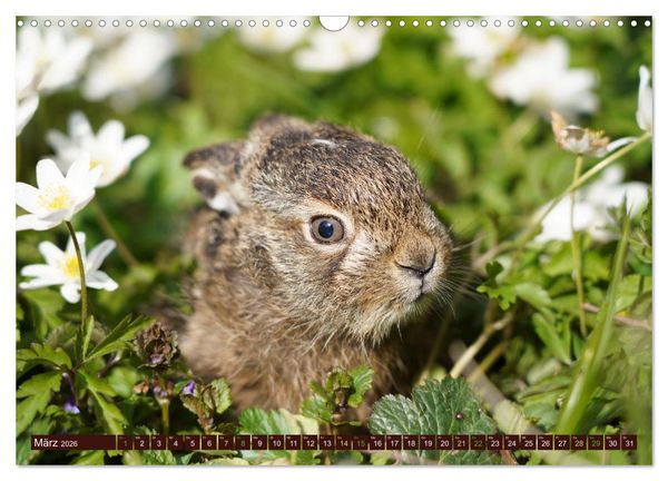Produktbild: Zauberhafte Wesen - Reineke Fuchs und Meister Lampe (Wandkalender 2026 DIN A3 quer), CALVENDO Monatskalender