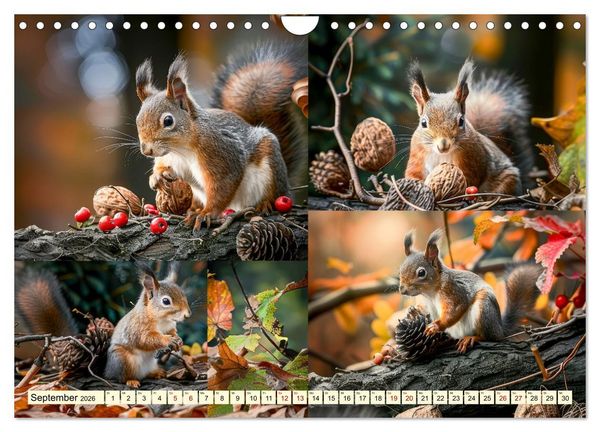 Produktbild: Eichh&ouml;rnchen - tollk&uuml;hne Kletterer (Wandkalender 2026 DIN A4 quer), CALVENDO Monatskalender