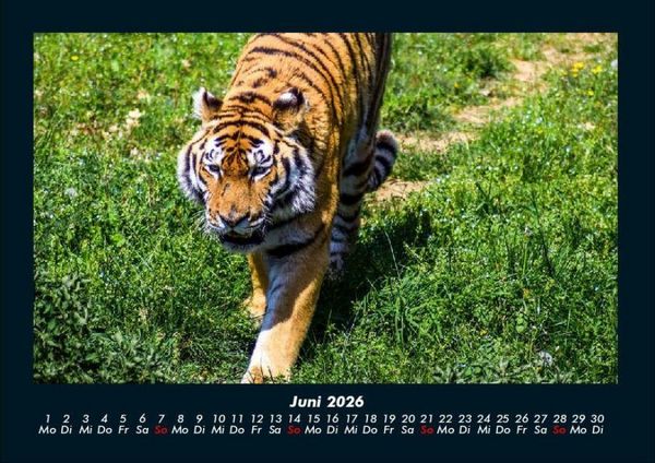 Produktbild: Tiger 2026 Fotokalender DIN A4