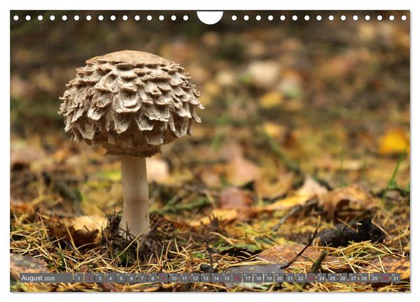 Produktbild: PILZE IM WALD (Wandkalender 2026 DIN A4 quer), CALVENDO Monatskalender