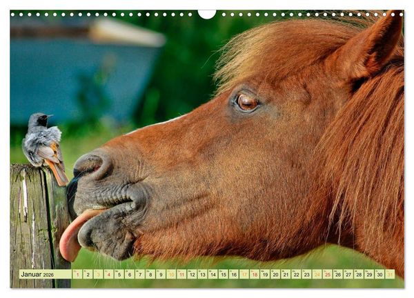 Produktbild: Lustig und verr&uuml;ckt - der ganz andere Tierkalender (Wandkalender 2026 DIN A3 quer), CALVENDO Monatskalender