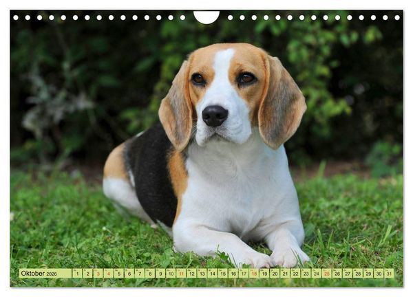 Produktbild: Beagle - Herz auf 4 Pfoten (Wandkalender 2026 DIN A4 quer), CALVENDO Monatskalender