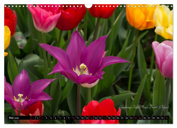 Produktbild: Zierbilder der Natur BLUMEN (Wandkalender 2026 DIN A3 quer), CALVENDO Monatskalender