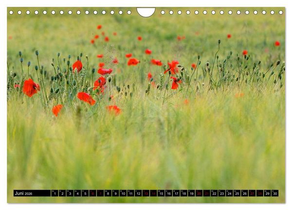 Produktbild: Oderlandschaft (Wandkalender 2026 DIN A4 quer), CALVENDO Monatskalender