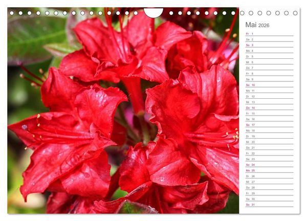 Produktbild: Rhododendron Sch&ouml;nheiten im Garten (Wandkalender 2026 DIN A4 quer), CALVENDO Monatskalender