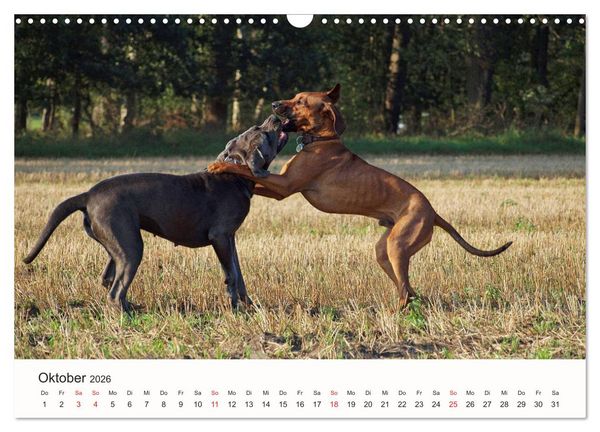 Produktbild: Rhodesian Ridgeback Sch&ouml;nheit aus Afrika (Wandkalender 2026 DIN A3 quer), CALVENDO Monatskalender