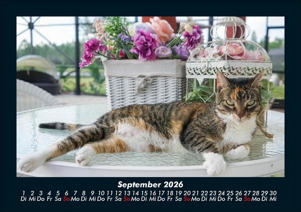 Produktbild: F&uuml;r Katzenfreunde 2026 Fotokalender DIN A5